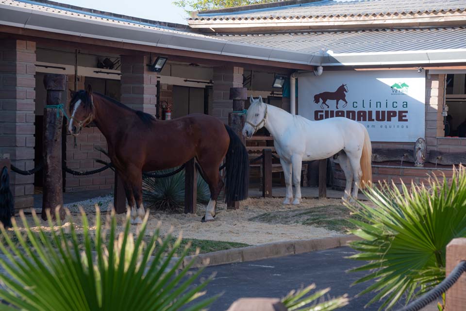 Clínica Veterinária Guadalupe