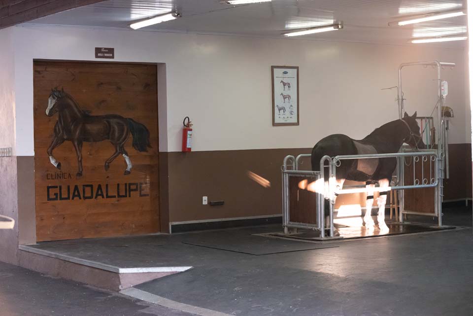 Conheça nossa clínica Clínica Veterinária Guadalupe